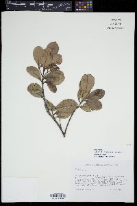 Myrcia citrifolia image