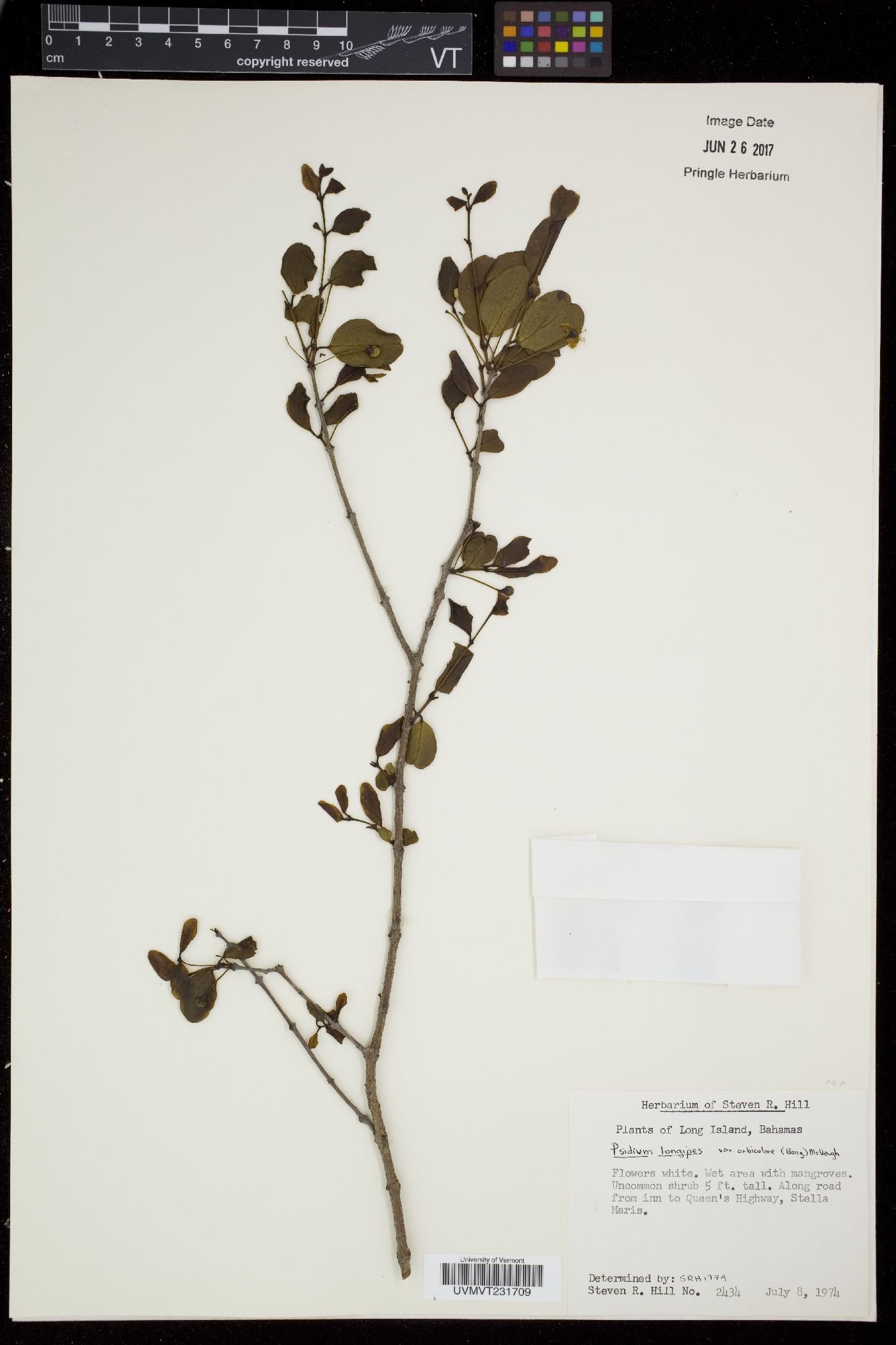 Psidium longipes image
