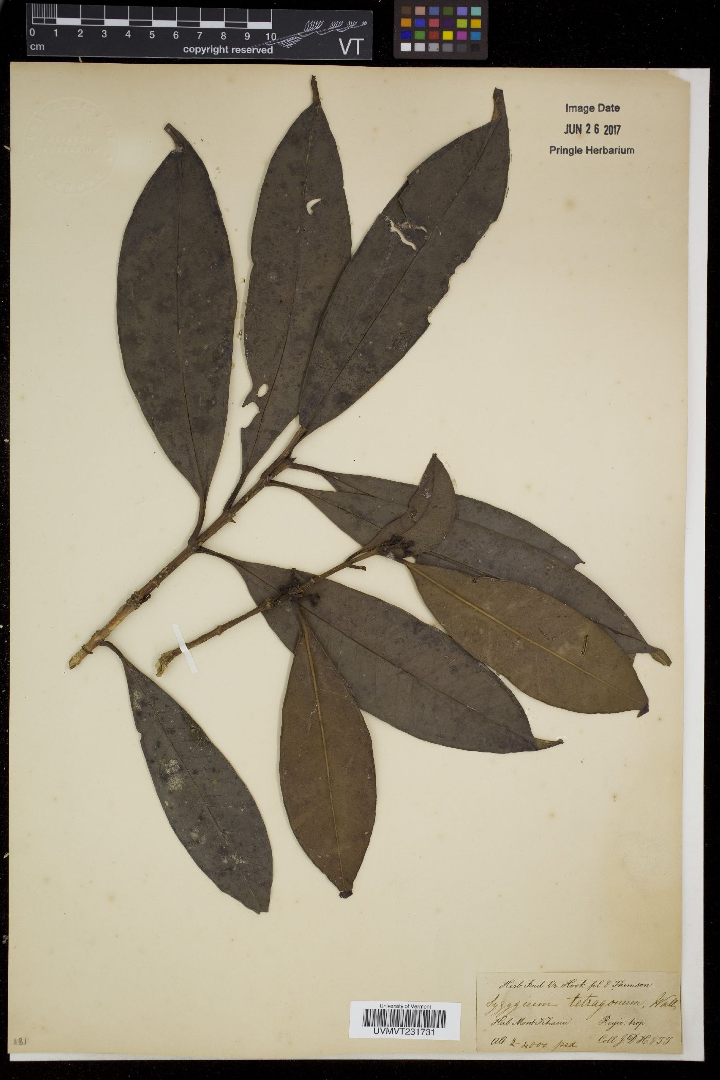 Syzygium tetragonum image