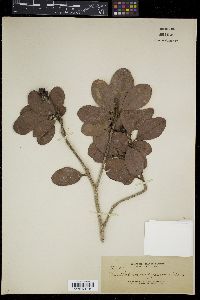 Xanthostemon verdugonianus image