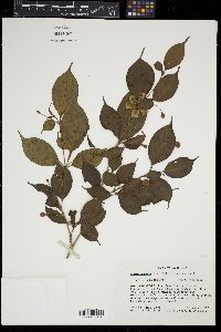 Blakea anomala image