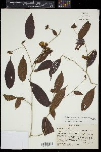 Blakea anomala image