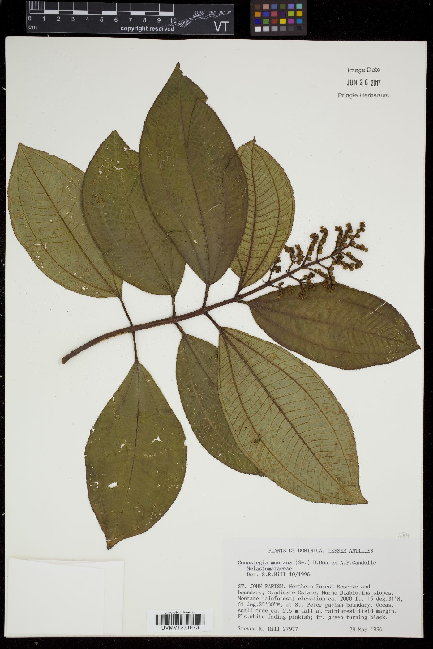 Conostegia montana image