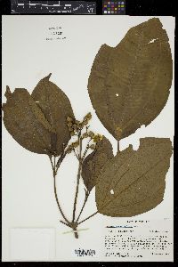 Conostegia oerstediana image