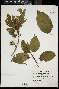 Conostegia oerstediana image