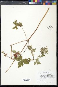 Geranium mexicanum image