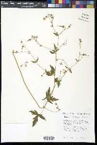 Geranium richardsonii image