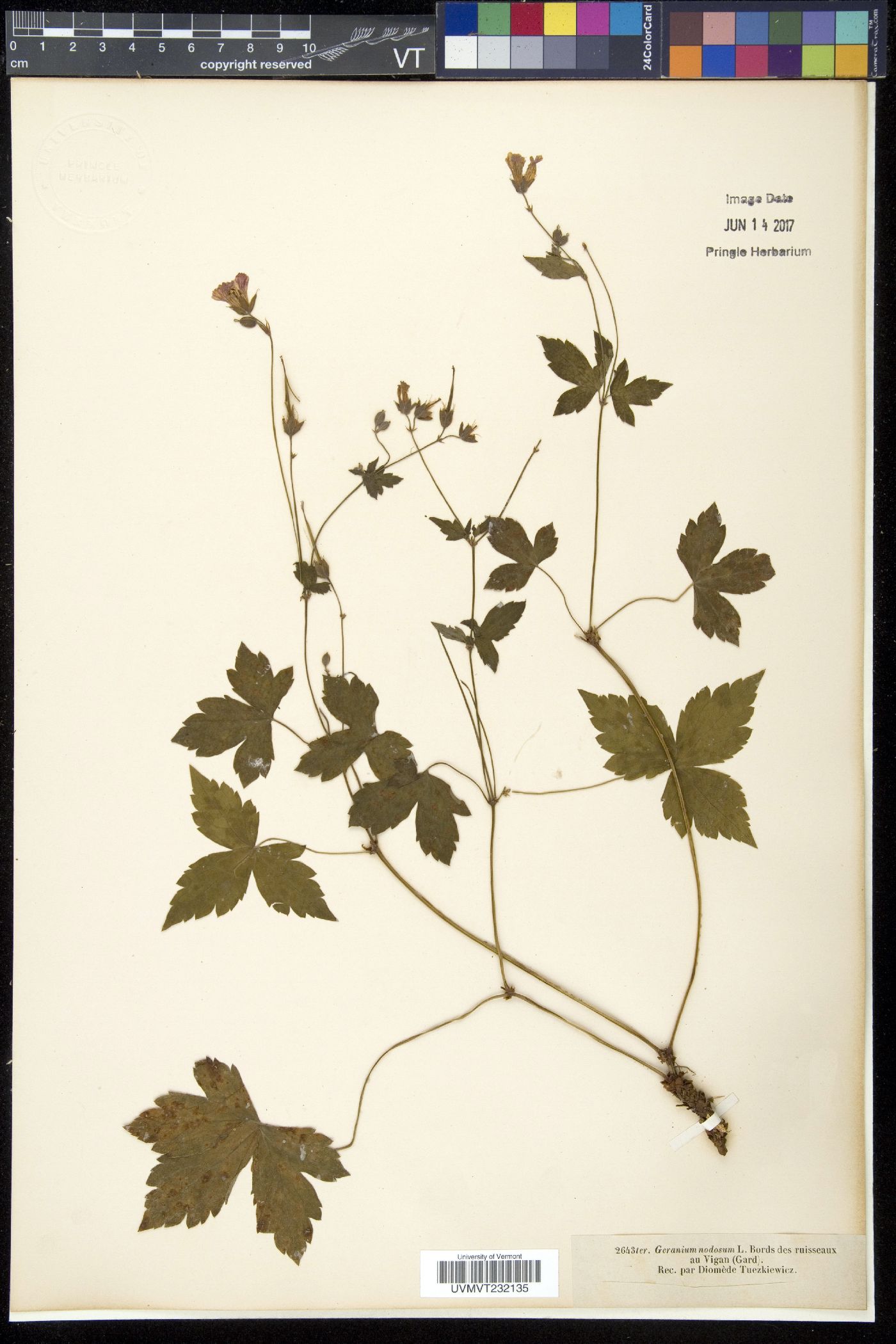 Geranium nodosum image