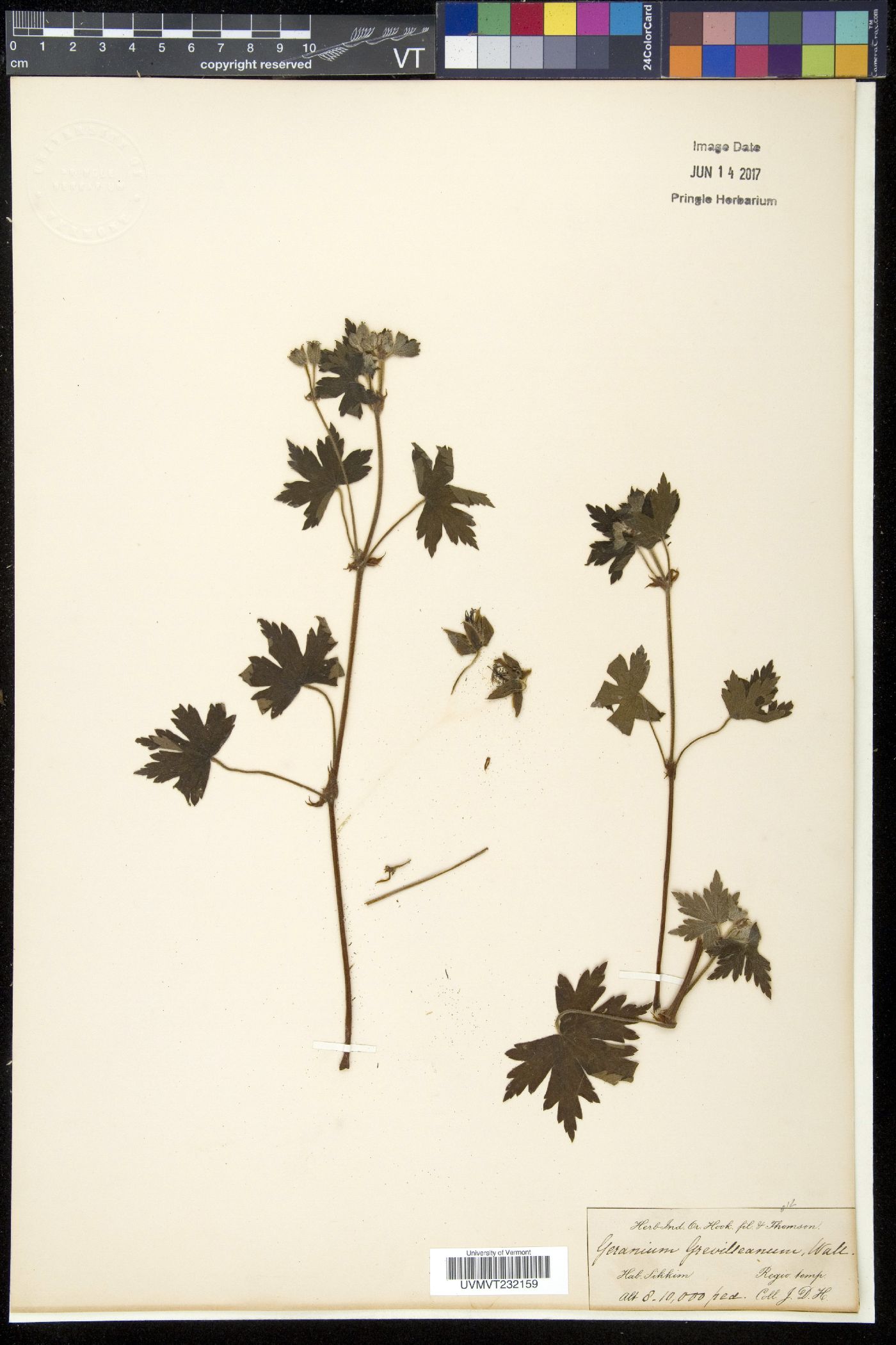 Geranium grevilleanum image