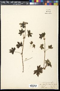 Geranium grevilleanum image