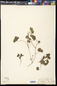 Geranium rotundifolium image