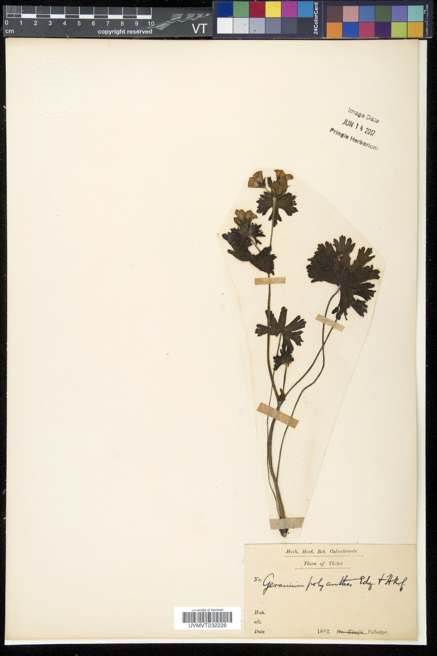 Geranium polyanthes image