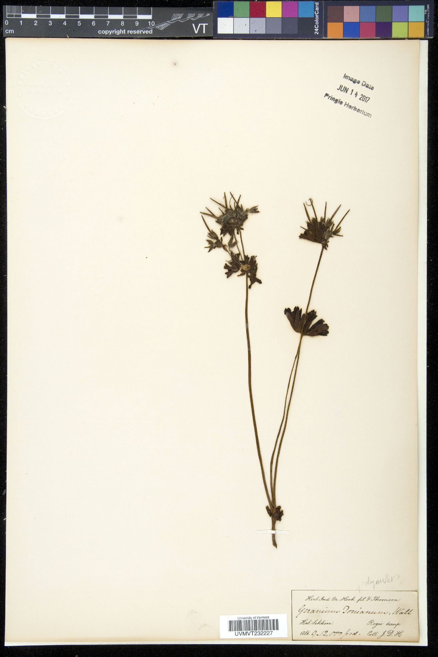 Geranium donianum image