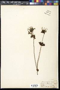 Image of Geranium donianum