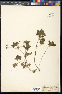 Geranium wallichianum image