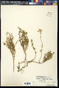 Wendtia gracilis image