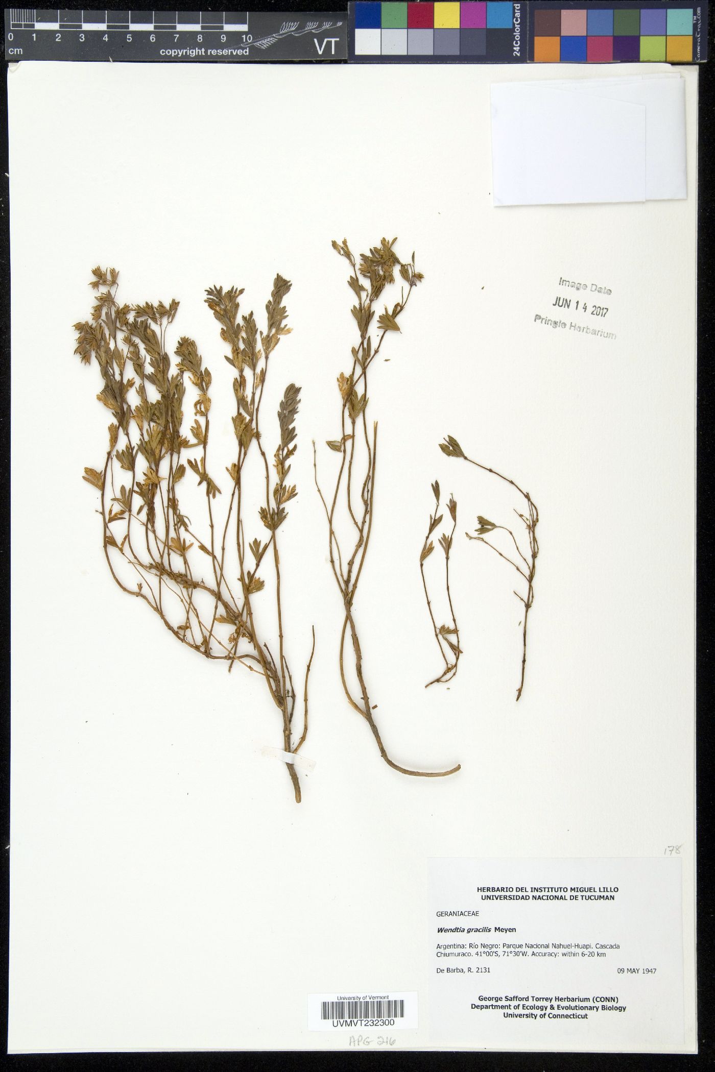 Wendtia gracilis image