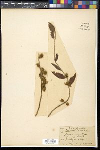 Terminalia acuminata image