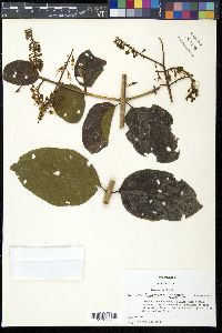 Combretum fruticosum image