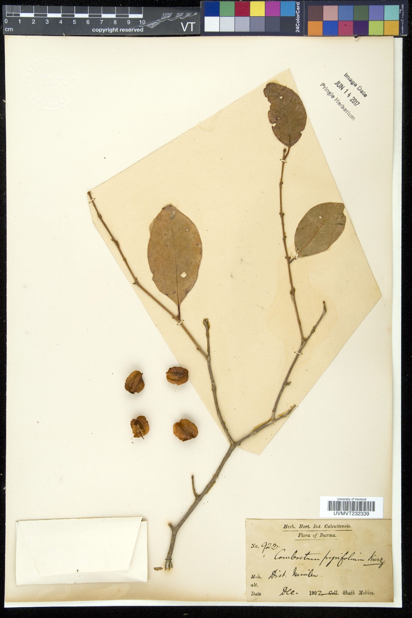 Combretum pyrifolium image