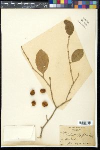 Image Associated With the Occurence