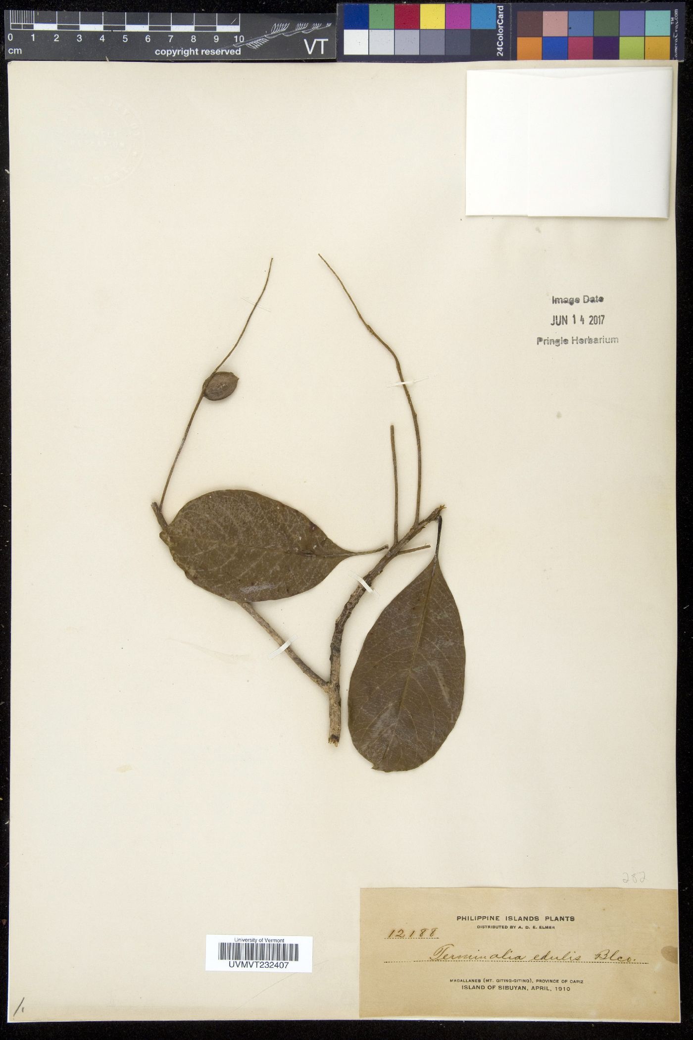 Terminalia edulis image