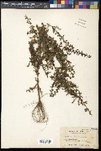 Ammannia baccifera image