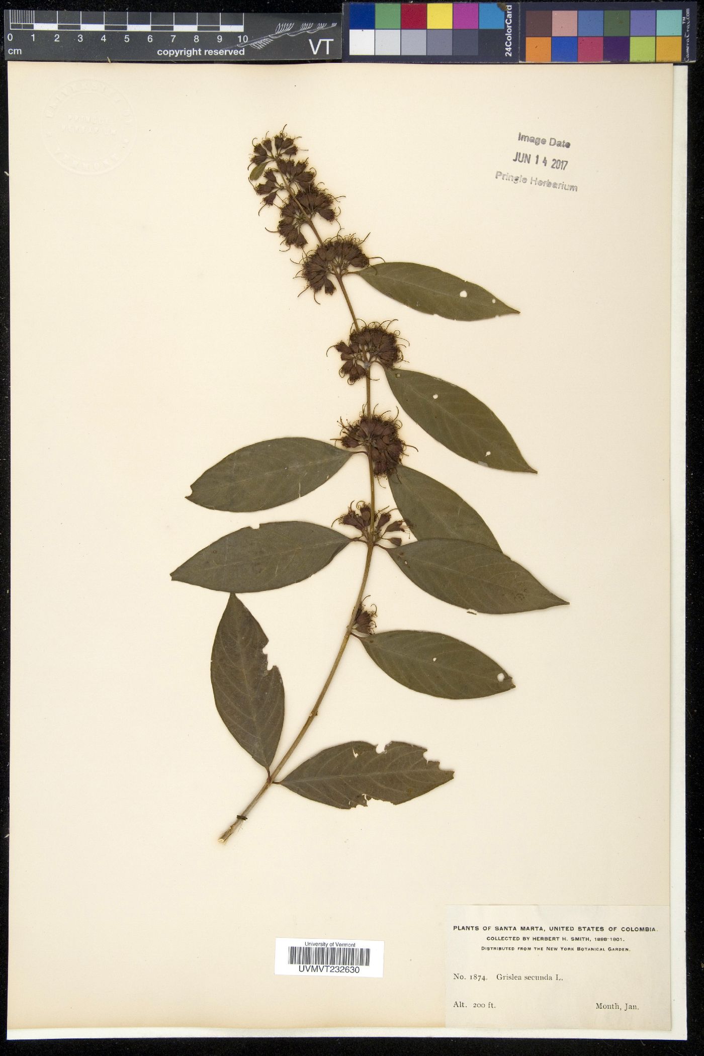 Grislea image