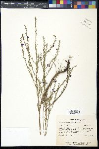 Lythrum californicum image