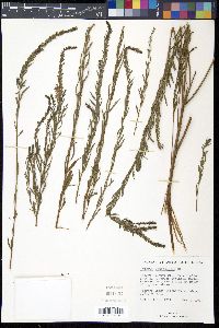 Lythrum lanceolatum image