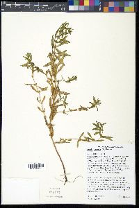 Rotala ramosior image