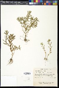 Rotala ramosior image