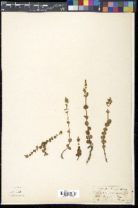 Rotala rotundifolia image