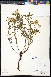 Oenothera serrulata image