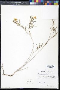 Oenothera berlandieri subsp. pinifolia image