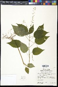 Circaea quadrisulcata image