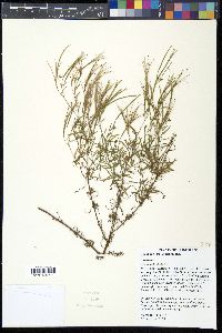 Epilobium leptophyllum image