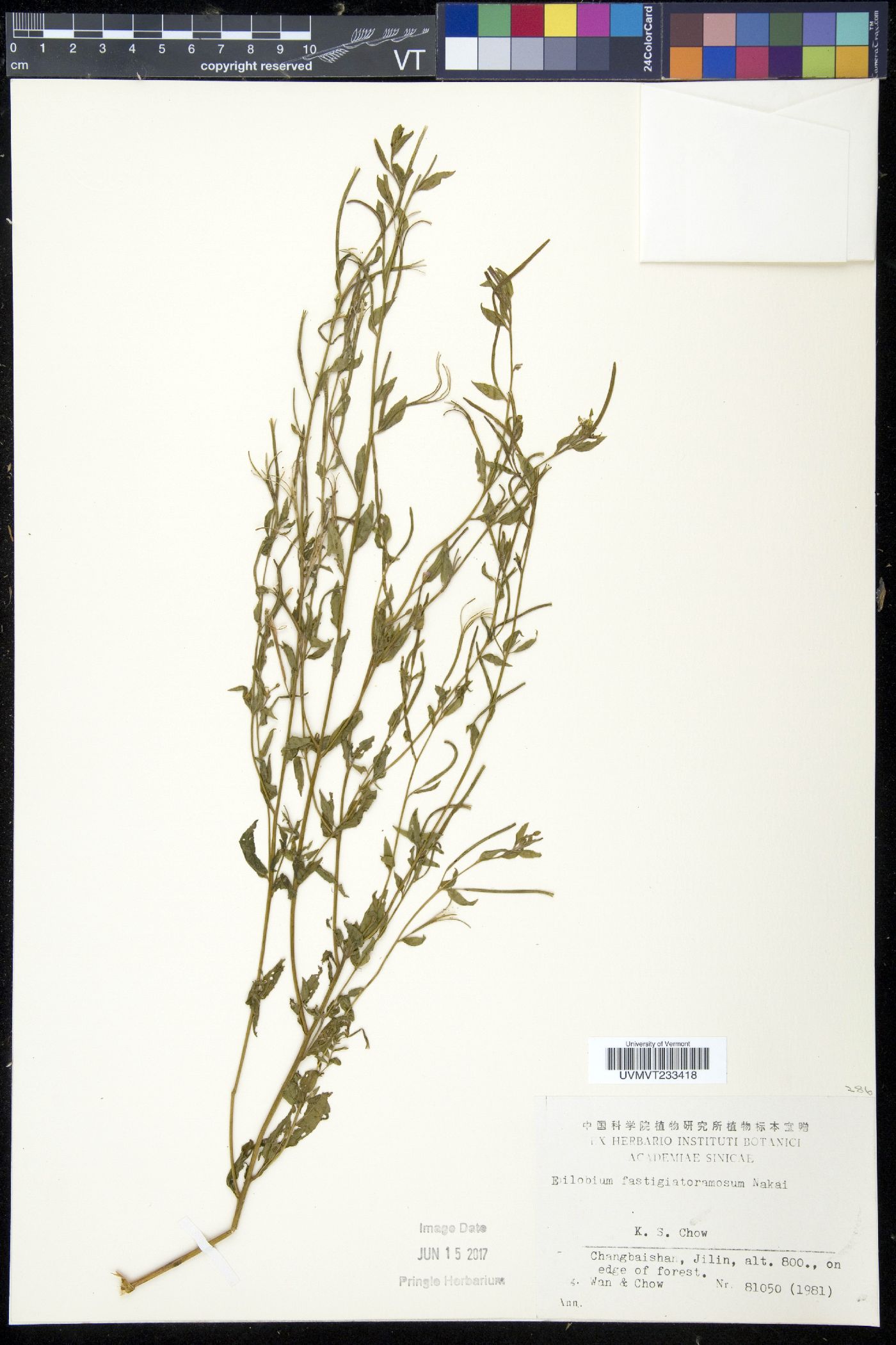 Epilobium fastigiatoramosum image