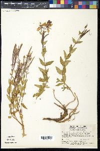 Chamerion latifolium image