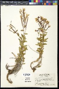 Chamerion latifolium image