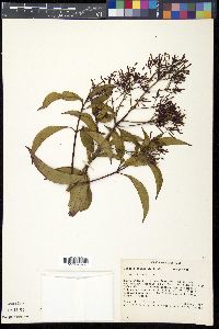 Fuchsia paniculata image