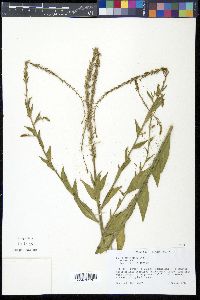 Oenothera curtiflora image