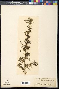 Ludwigia octovalvis subsp. octovalvis image