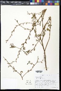 Ludwigia glandulosa image