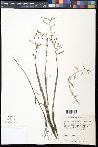 Ludwigia glandulosa image