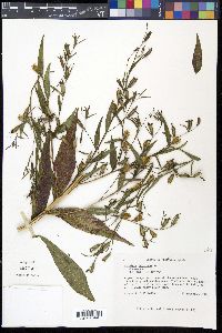 Ludwigia decurrens image