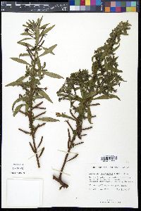 Ludwigia leptocarpa image