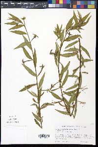 Ludwigia octovalvis image