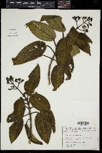 Miconia foveolata image