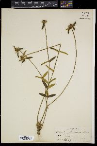 Osbeckia chinensis image